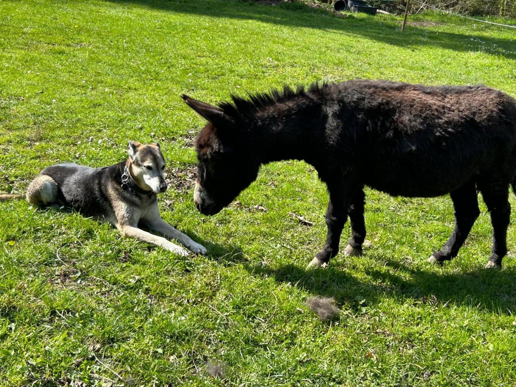 Willa L'Arche De Noe Dinant Zewnętrze zdjęcie