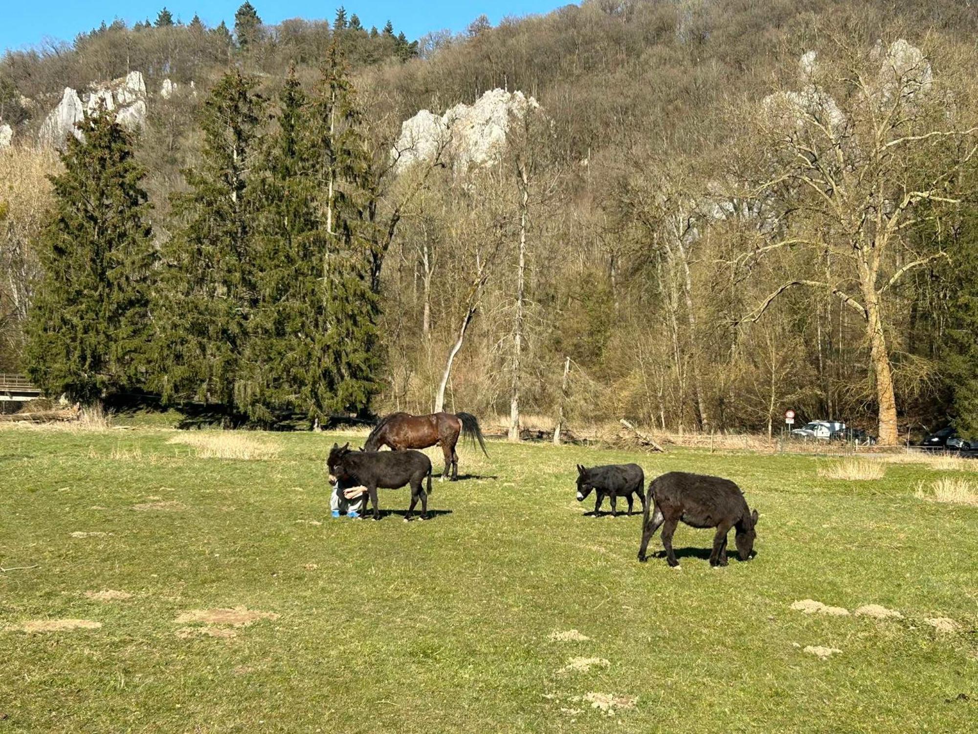 Willa L'Arche De Noe Dinant Zewnętrze zdjęcie